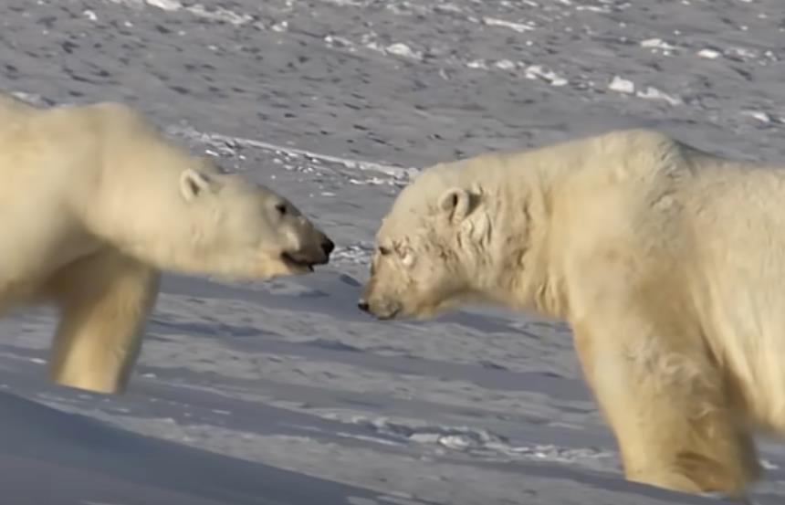 抖音直播挂铁最好的平台-直播间挂兵马俑软件免费下载