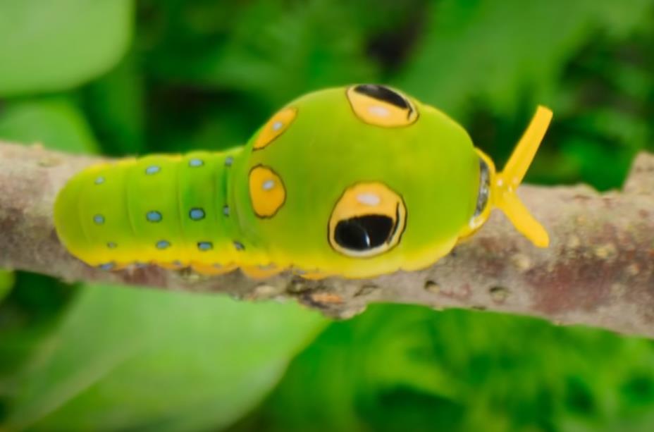 利用反差提高抖音直播人气技巧-抖音直播兵马俑软件免费使用