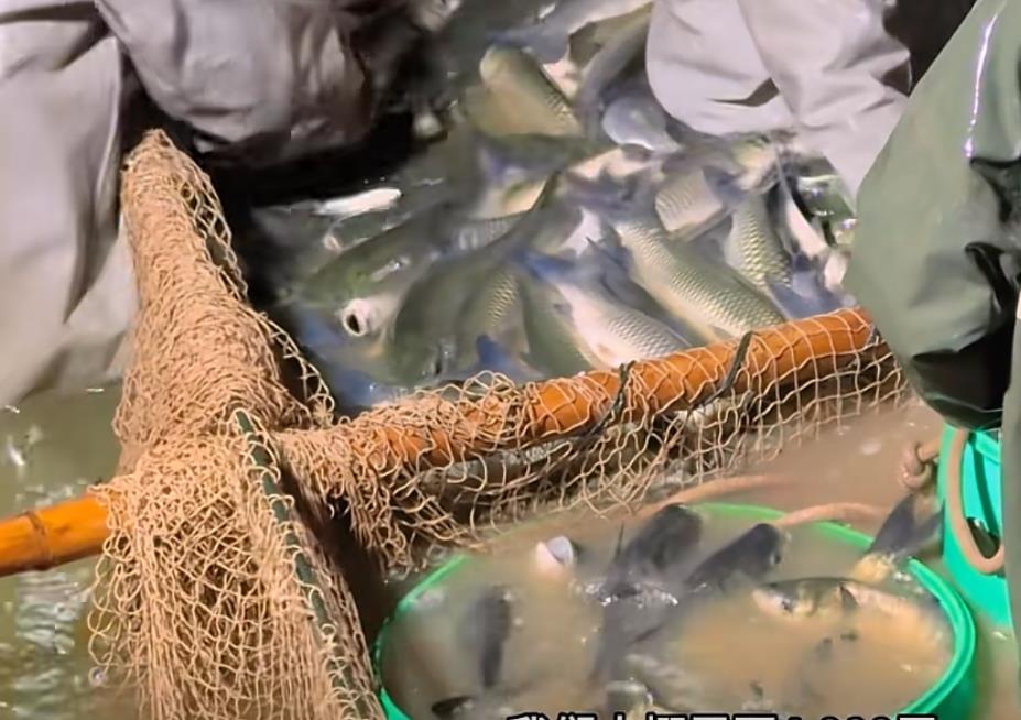 短视频爆款 “秘籍”：从 0 到 1.5 万粉与百万播放的背后-涨粉绝技