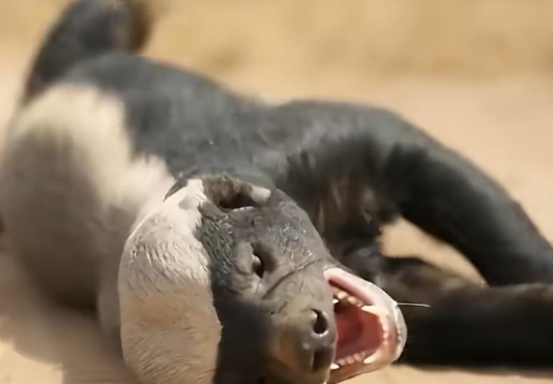 抖音新手避坑指南:告别粉丝少、播放低的常见误区